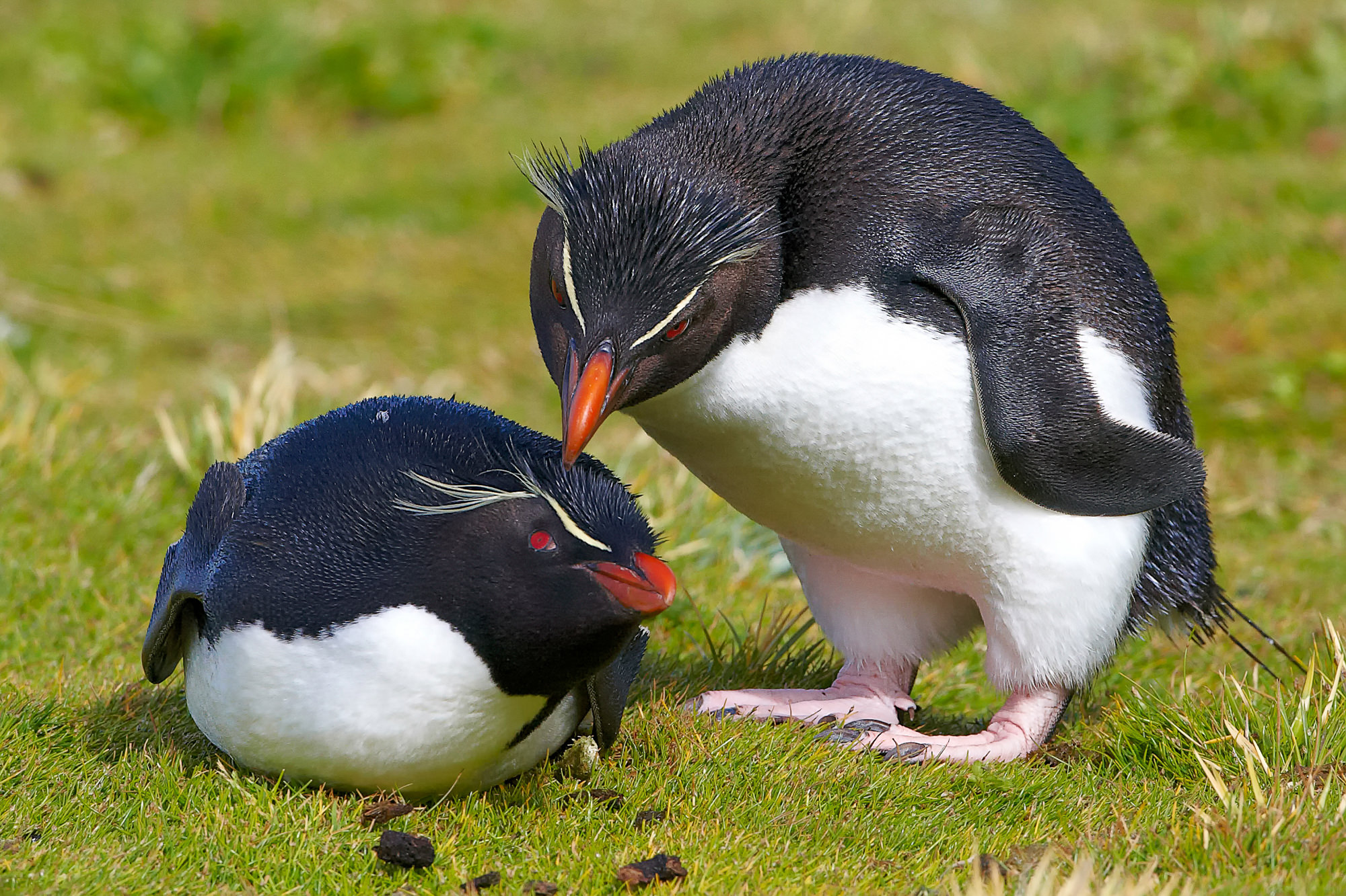 balzender Felsen Pinguin